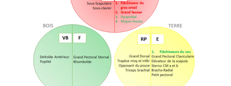 Roue Des Muscles Hyperthoniques 